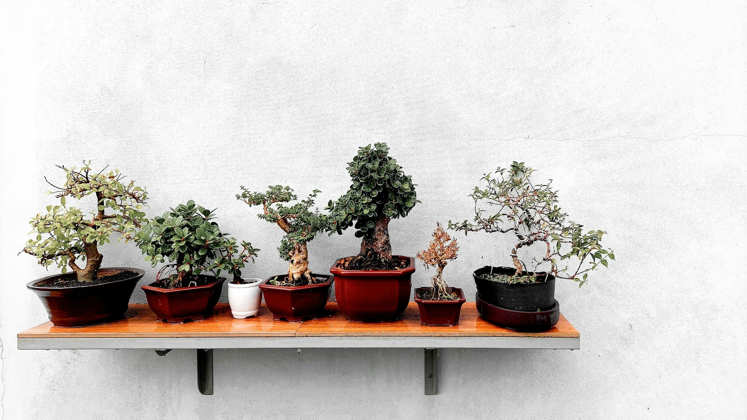 bonsai & brews
