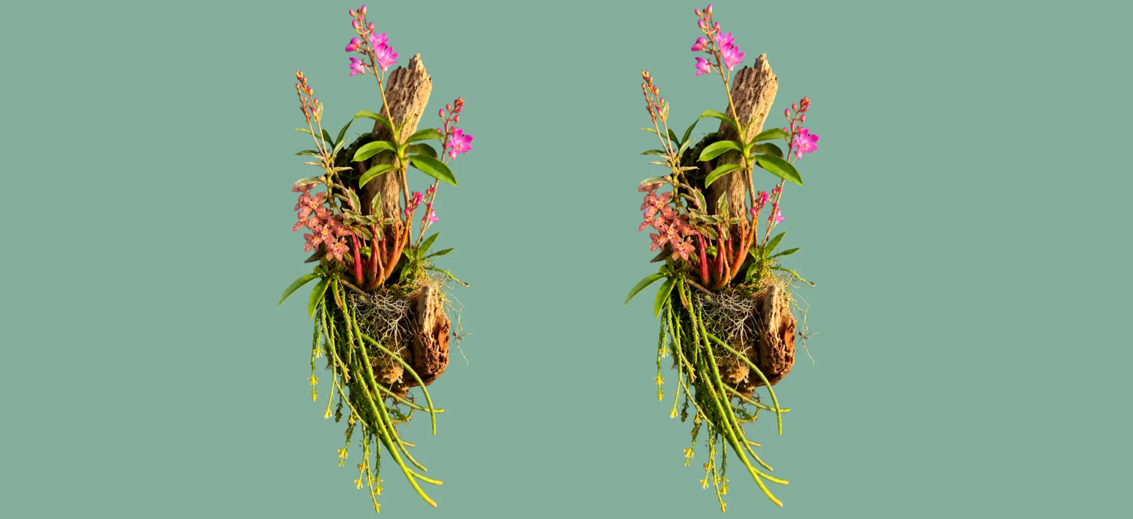 Mini green wall workshop